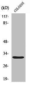 NXPH4 Antibody
