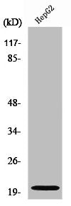 NMU Antibody