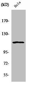 NFATC3 Antibody