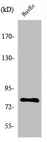 NOL10 Antibody