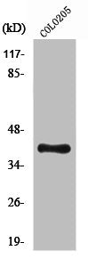 NPM1 Antibody