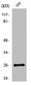 NRL Antibody