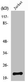 NTPCR Antibody