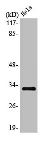 OR10AD1 Antibody