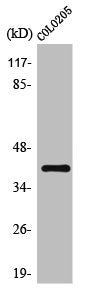 OR10D4P Antibody