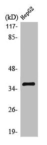 OR10G7 Antibody