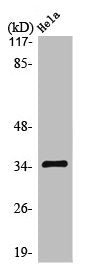 OR10H1 Antibody