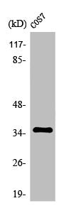 OR10S1 Antibody
