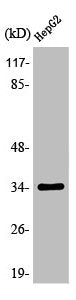 OR13H1 Antibody
