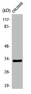 OR1B1 Antibody