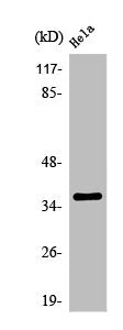 OR1D5/OR1D4 Antibody
