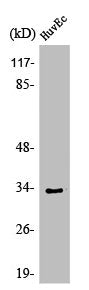 OR1L6 Antibody