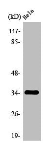 OR2A7/OR2A4 Antibody
