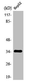 OR2AG1/OR2AG2 Antibody
