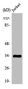 OR2H2 Antibody