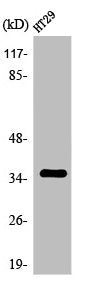 OR2K2 Antibody