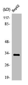 OR2T2/OR2T35 Antibody