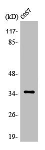OR52E1 Antibody