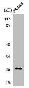 OR5D3 Antibody