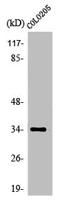 OR5P3 Antibody