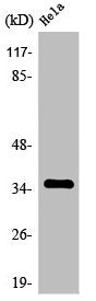 OR8J3 Antibody