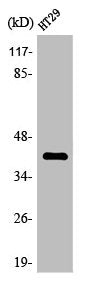 OR8S1 Antibody