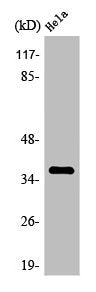 OR9Q2 Antibody