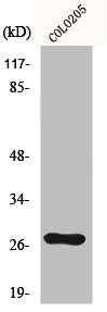 OTUB2 Antibody