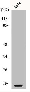 CDKN2A Antibody