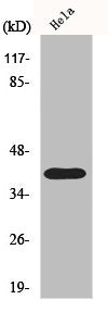 P2RY8 Antibody