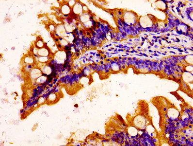 C1QTNF3 Antibody
