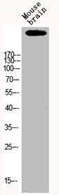 EP300 Antibody