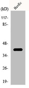 CDK5R2 Antibody