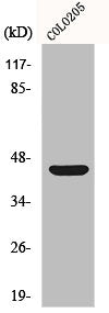 NCF1 Antibody