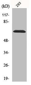 RPS6KB1 Antibody