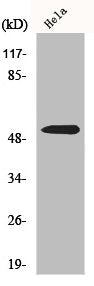 PARK2 Antibody