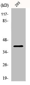 PAX5 Antibody