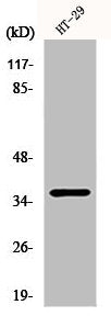 PAX9 Antibody
