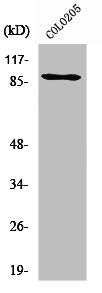 KAT2B Antibody