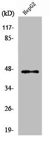 PDK2 Antibody
