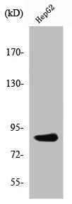 PDXDC1 Antibody