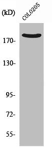 ARHGEF11 Antibody