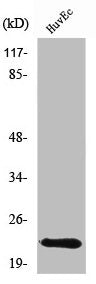 CBFB Antibody
