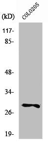 PEX11B Antibody