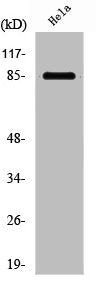 PFKM Antibody