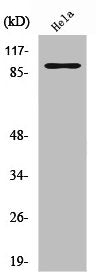 PGBD1 Antibody