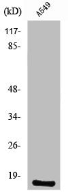 PTGES Antibody