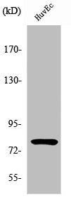 PIAS1 Antibody