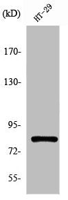 PNN Antibody