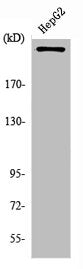 PIKFYVE Antibody